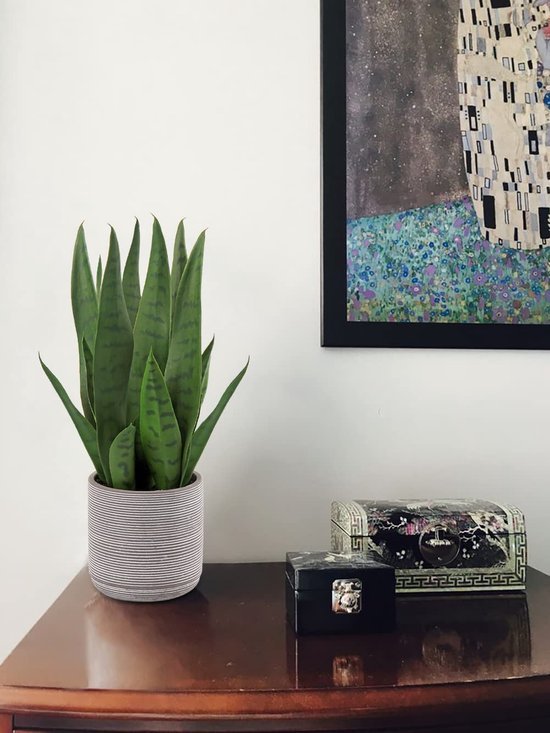 Unyqoos® Levensechte decoratieve kunstplant Sanseveria in cementpot voor interieur