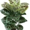 Unyqoos® Realistische kunstplant van 85 cm met pot voor interieurdecoratie