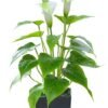 550x775.jpg Unyqoos® Stijlvolle kunstmatige Calla-lelie in zwarte pot voor interieurdecoratie