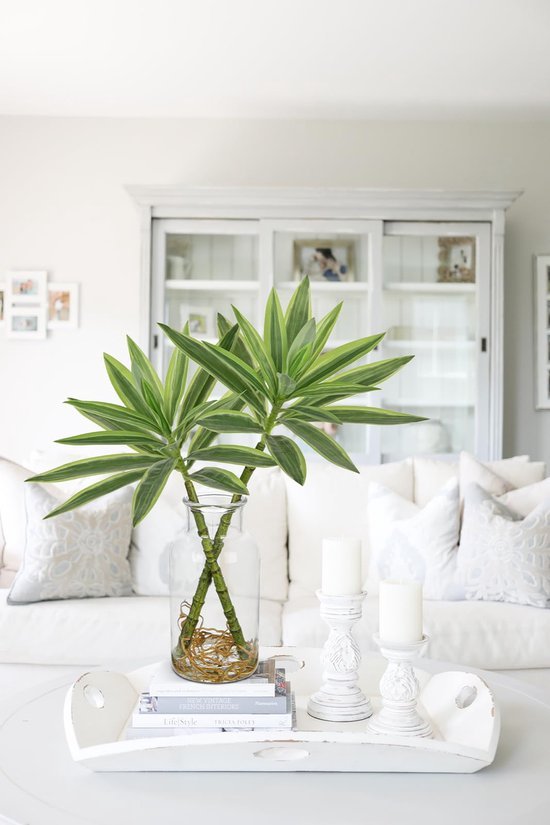 550x825-106.jpg Unyqoos® Levensechte Dracaena Kamerplant in Stijlvolle Glasvaas voor Interieurdecoratie, groente, 36 cm