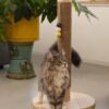 Unyqoos® Stijlvolle krabboom met speelballen voor katten in zandkleurig design