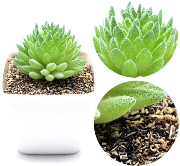 Unyqoos ® Decoratieve Set van Drie Realistische Kunstplanten voor Thuis en Kantoor