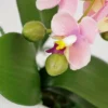 Unyqoos ® Kunstmatige Orchideeën Arrangement in Elegante Sierpot voor Tafeldecoratie en Interieur Design