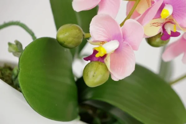 Unyqoos ® Kunstmatige Orchideeën Arrangement in Elegante Sierpot voor Tafeldecoratie en Interieur Design