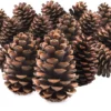 P-87213230623160-20260406093032.webp Unyqoos® Set van 15 natuurbruine dennenappels voor decoratie en knutselprojecten