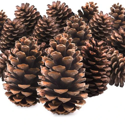 P-87213230623160-20260406093032.webp Unyqoos® Set van 15 natuurbruine dennenappels voor decoratie en knutselprojecten