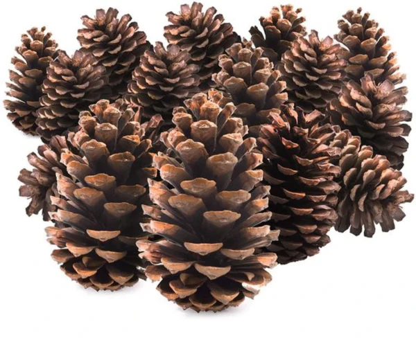 P-87213230623160-20260406093032.webp Unyqoos® Set van 15 natuurbruine dennenappels voor decoratie en knutselprojecten