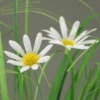 P-87213230699571-20260405135327.webp Unyqoos® Natuurgetrouwe kunstgrasstruik met margrieten in stijlvolle jute pot