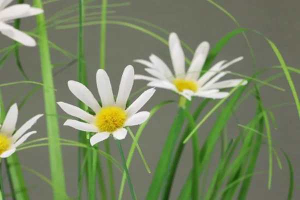 P-87213230699571-20260405135327.webp Unyqoos® Natuurgetrouwe kunstgrasstruik met margrieten in stijlvolle jute pot