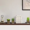 P-87213230814471-20260405135537.webp Unyqoos® Set van vier realistische vetplanten in glazen pot voor sfeervolle decoratie