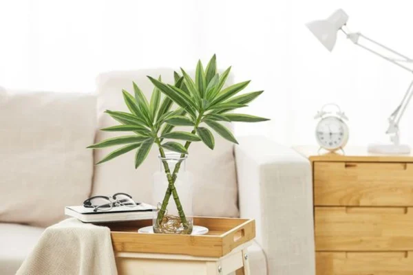 P-87213233232404-20260405141009.webp Unyqoos® Levensechte Dracaena Kamerplant in Stijlvolle Glasvaas voor Interieurdecoratie, groente, 36 cm
