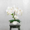 P-87213234779673-20260405141853.webp Unyqoos® Stijlvolle Kunstorchideeën in Hoogglans Keramische Pot voor Elk Interieur