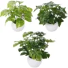 Unyqoos® Set van drie realistische kunstplanten voor elk interieur in potten