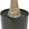 Unyqoos® Onderhoudsvrije Dracena Kunstplant voor Huis en Kantoorinterieur