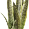 P-87213236520670-20260405142020.webp Unyqoos® Set van drie kunstplanten Sansevieria voor interieurdecoratie thuis en op kantoor