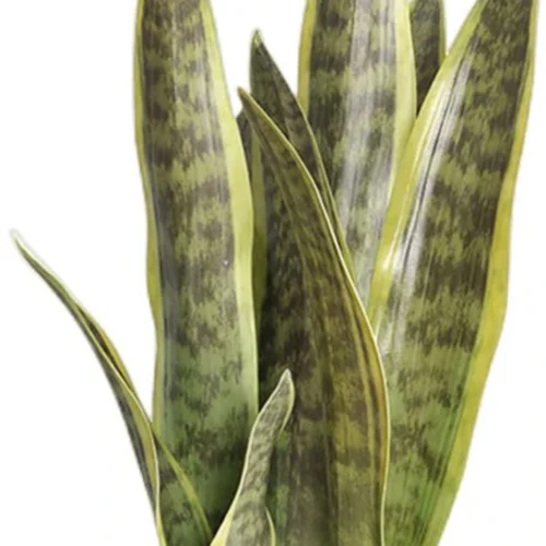 P-87213236520670-20260405142020.webp Unyqoos® Set van drie kunstplanten Sansevieria voor interieurdecoratie thuis en op kantoor