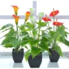 P-87213237503434-20260405142020.webp Unyqoos® Stijlvolle kunstmatige Calla-lelie in zwarte pot voor interieurdecoratie