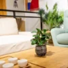 Unyqoos® Decoratieve groene plant in stevige pot voor binnen en overdekte buitenruimtes