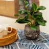 Unyqoos® Decoratieve groene plant in stevige pot voor binnen en overdekte buitenruimtes