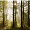 Unyqoos® Moderne XXL Vlies Fotobehang Boslandschap met Zon voor Woon- en Slaapkamer