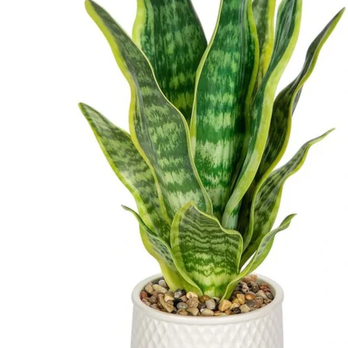 Unyqoos® Decoratieve kunstplant Sansevieria in stijlvolle keramische pot voor elke ruimte