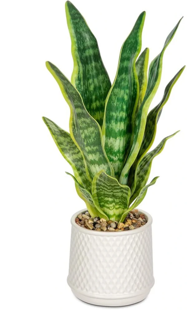 Unyqoos® Decoratieve kunstplant Sansevieria in stijlvolle keramische pot voor elke ruimte